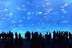 Aquarium Hampton Roads
