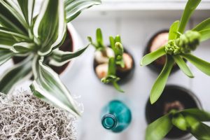 Living Conservatory